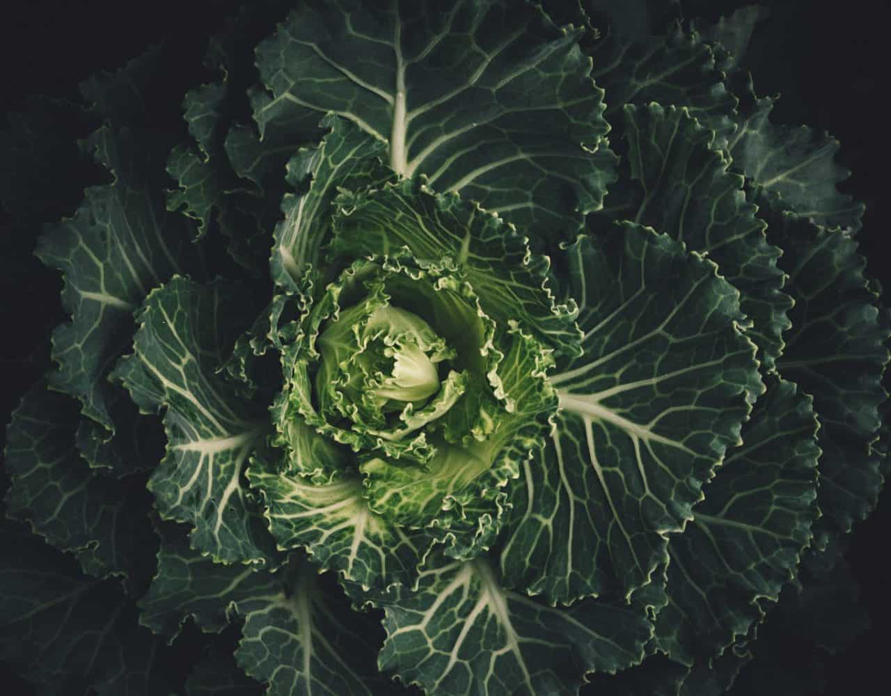 Falling in Love…With a Vegetable