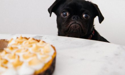 Is It Emotional Eating or Are You Hungry?